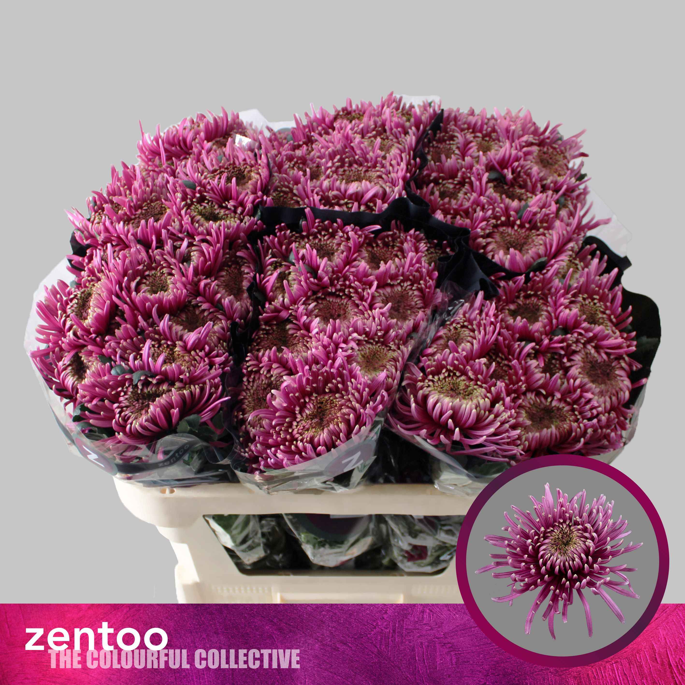Срезанные цветы оптом Chrys bl baltazar intense от 60шт из Голландии с доставкой по России