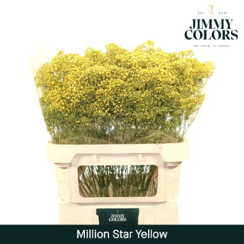 Срезанные цветы оптом Gyps fine paint yellow от 25шт. из Голландии с доставкой по России
