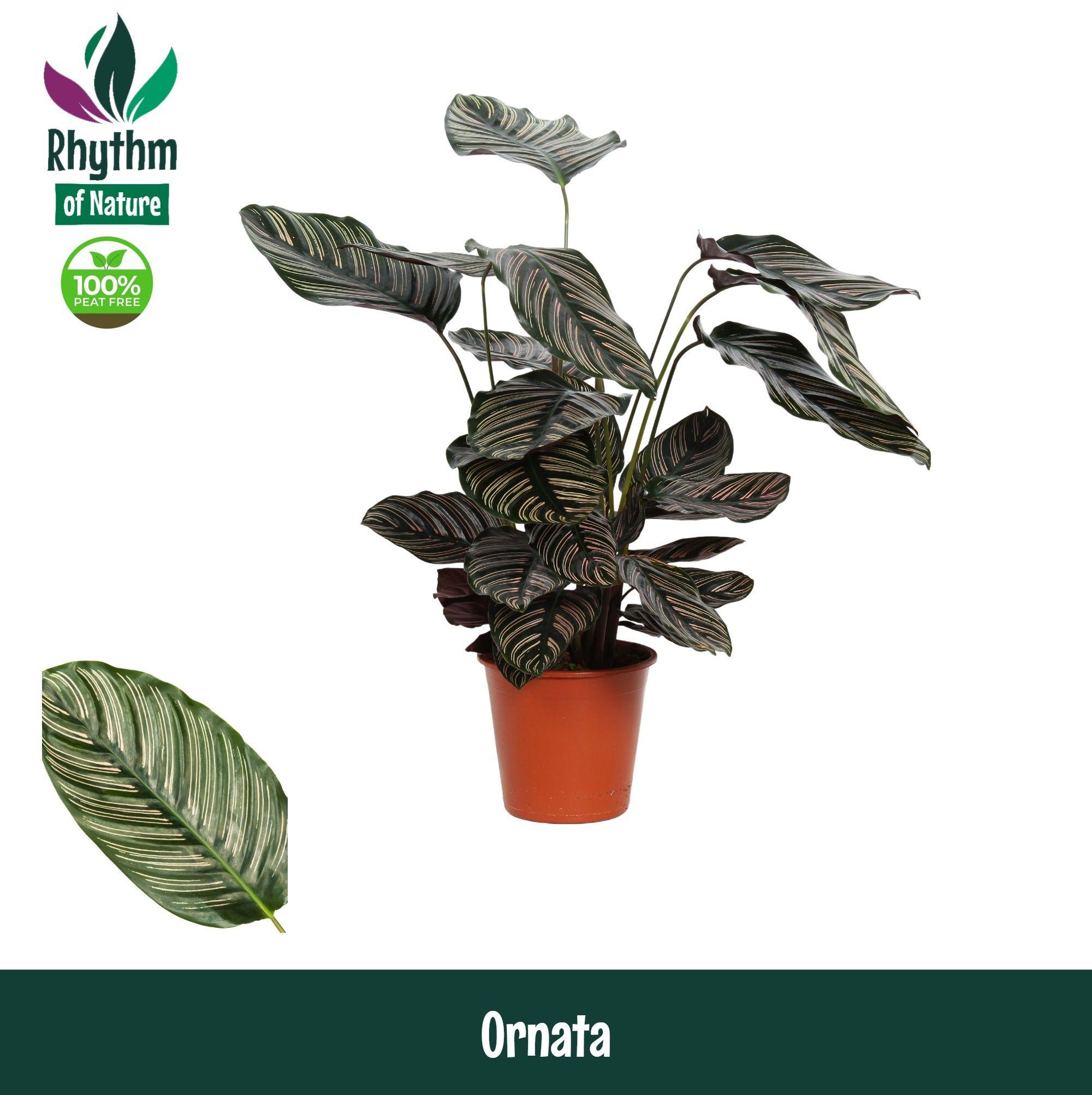 Горшечные цветы и растения оптом Calathea Ornata Rhythm Of Nature от 1шт из Голландии с доставкой по России