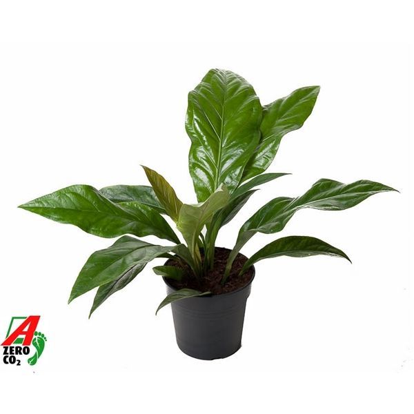 Горшечные цветы и растения оптом Anthurium Jungle Bush 1pp от 1шт из Голландии с доставкой по России