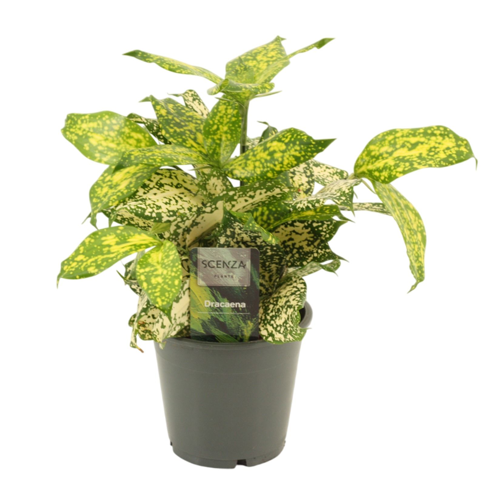 Горшечные цветы и растения оптом Drac Godsefiana от 10шт из Голландии с доставкой по России