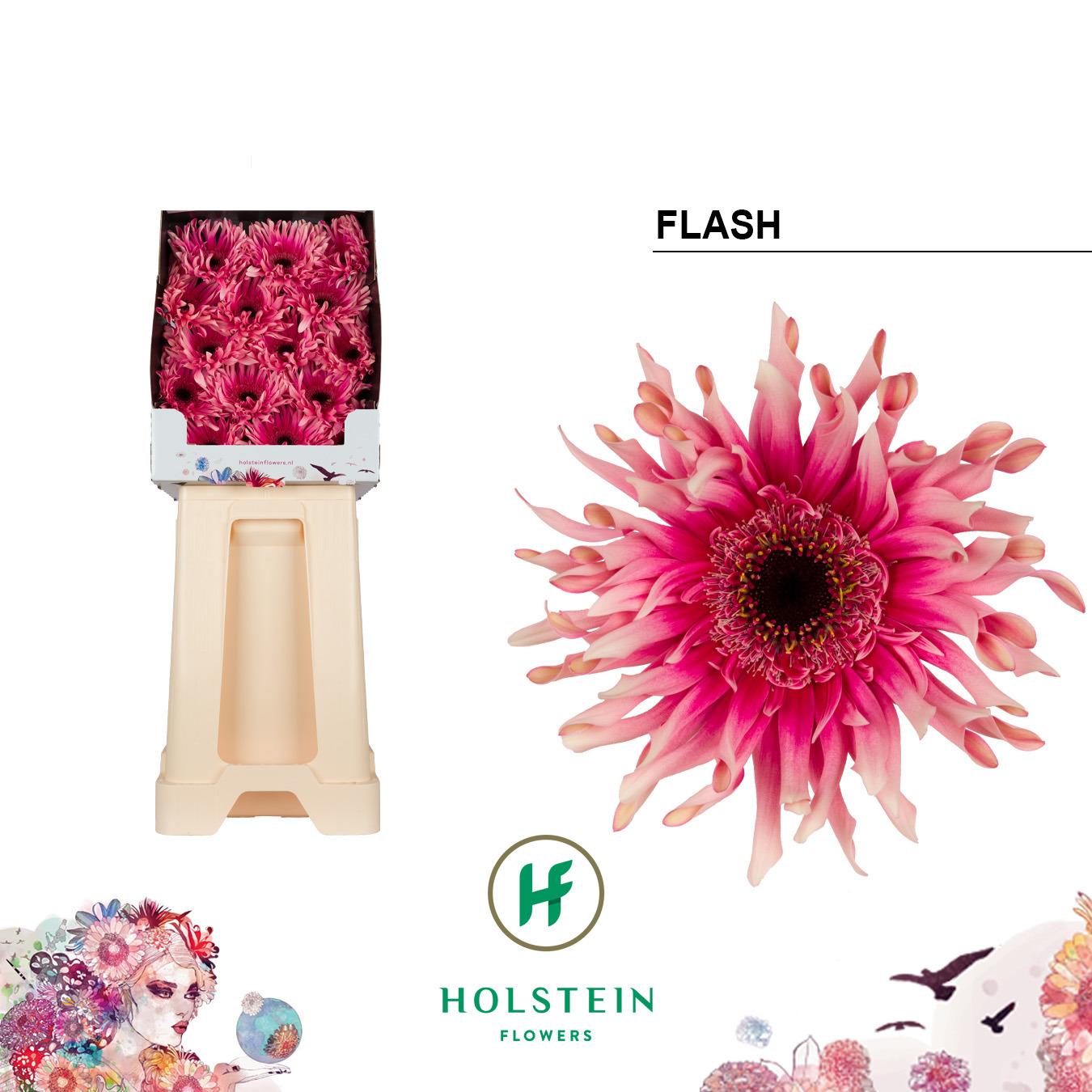 Срезанные цветы оптом Gerbera diamond gerpasta flash от 45шт из Голландии с доставкой по России