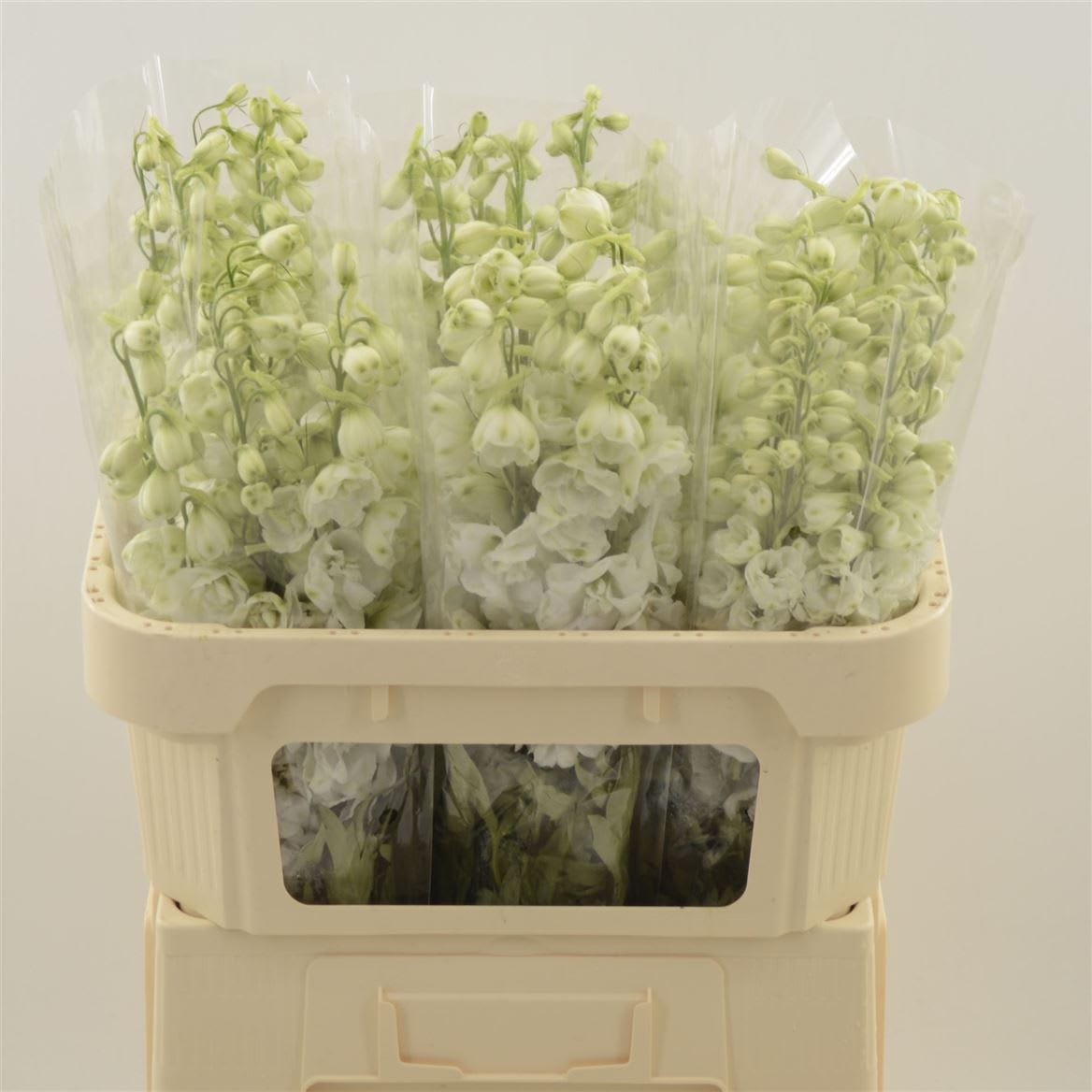 Срезанные цветы оптом Delphinium do dev snow white от 30шт из Голландии с доставкой по России