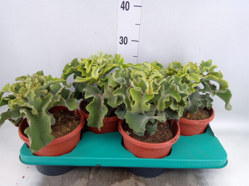 Горшечные цветы и растения оптом Kalanchoe Nf   ... от 4шт из Голландии с доставкой по России