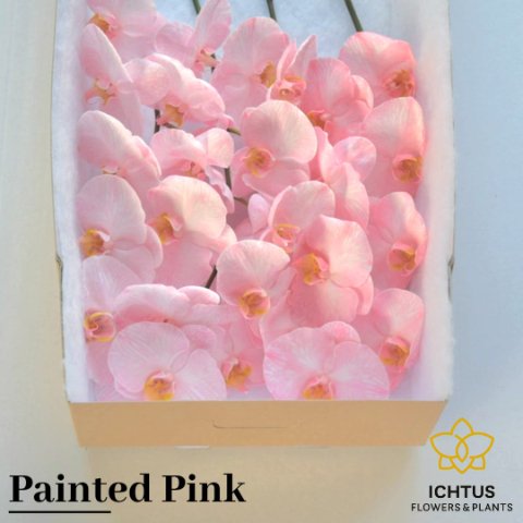 Срезанные цветы оптом Phalaenopsis paint pink (flower) от 25шт из Голландии с доставкой по России