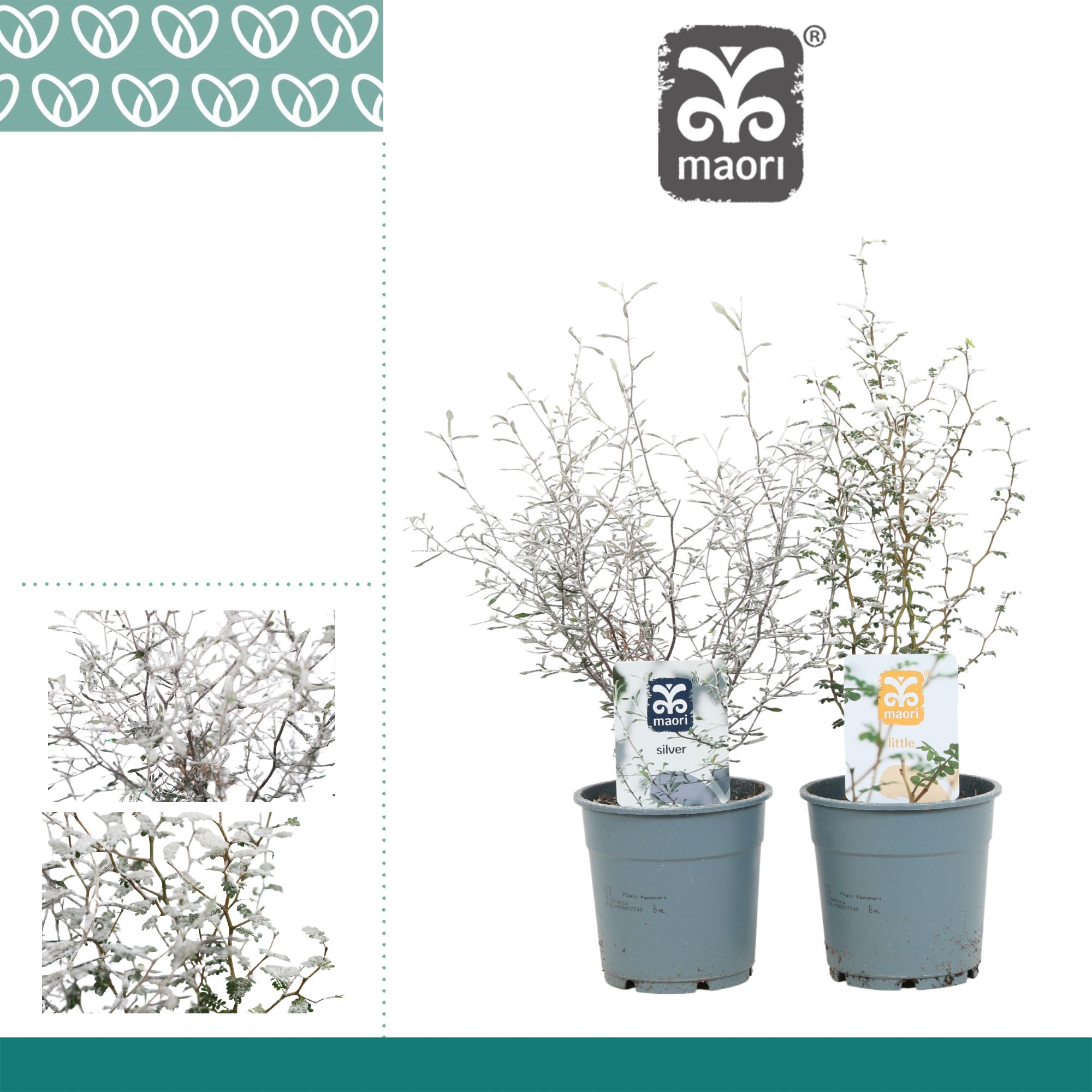 Горшечные цветы и растения оптом Maori Corokia/sophora Mix Met Sneeuw/glitter от 6шт из Голландии с доставкой по России