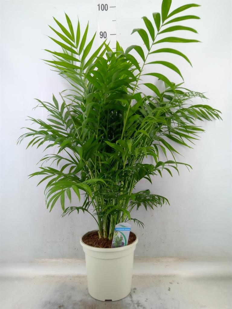 Горшечные цветы и растения оптом Chamaedorea Elegans от 1шт из Голландии с доставкой по России