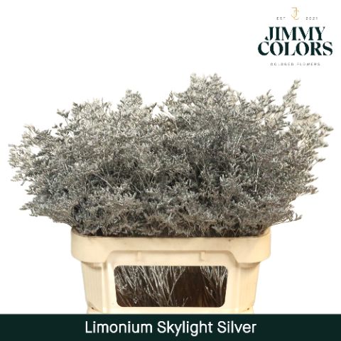 Срезанные цветы оптом Limonium paint silver от 50шт из Голландии с доставкой по России