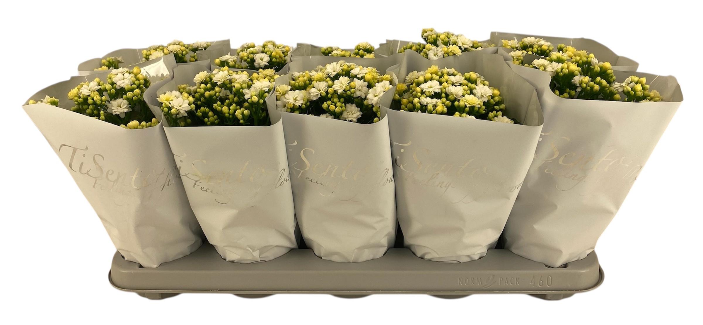 Горшечные цветы и растения оптом Kal Ge Perfecta Whit от 10шт из Голландии с доставкой по России