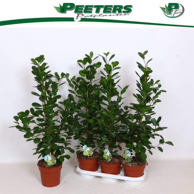 Горшечные цветы и растения оптом Fic Mi Moclame от 3шт из Голландии с доставкой по России