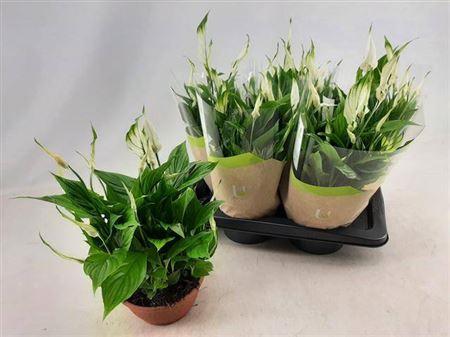 Горшечные цветы и растения оптом Spath Chopin 10+ Schaal от 6шт из Голландии с доставкой по России