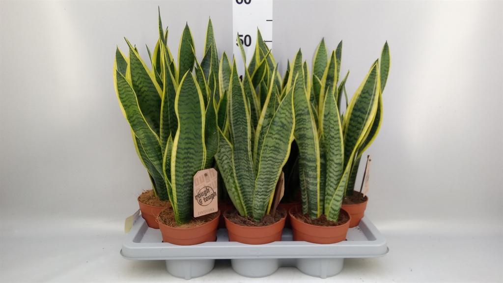 Горшечные цветы и растения оптом Sansevieria Laurentii от 7шт из Голландии с доставкой по России
