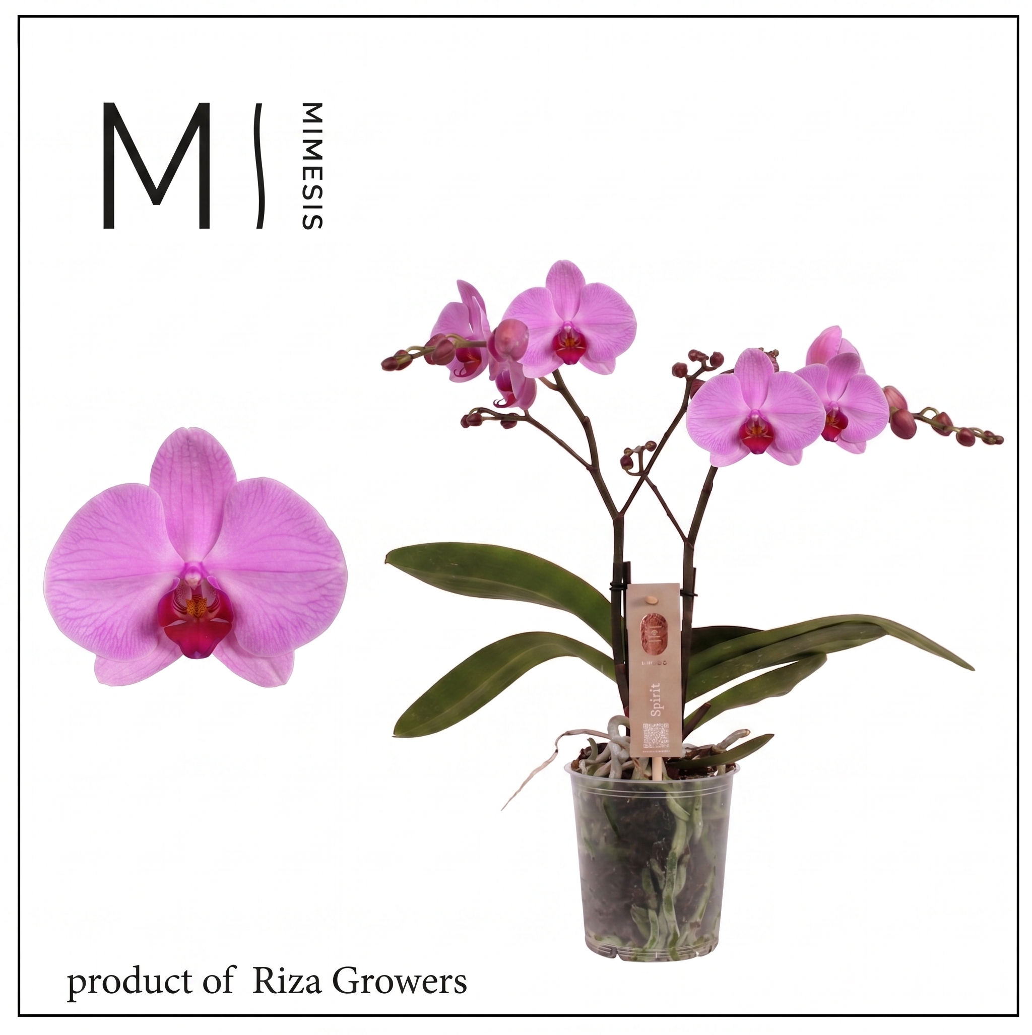 Горшечные цветы и растения оптом Phal 2st Spirit Pink 16+ (mimesis) от 6шт из Голландии с доставкой по России