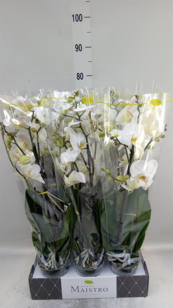 Горшечные цветы и растения оптом Phalaenopsis   ...white от 6шт из Голландии с доставкой по России