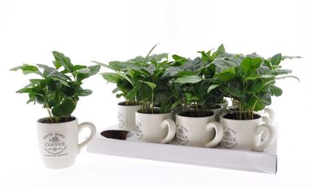 Горшечные цветы и растения оптом Coffea Arabica In Cups от 12шт (для телеги) из Голландии с доставкой по России