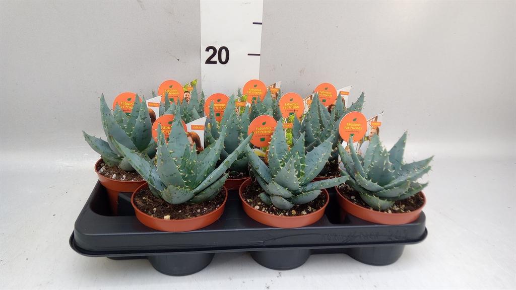 Горшечные цветы и растения оптом Aloe Peglerae от 9шт из Голландии с доставкой по России