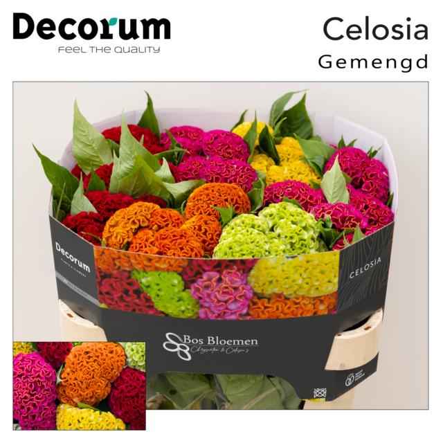 Срезанные цветы оптом Celosia act mix in bucket от 40шт из Голландии с доставкой по России