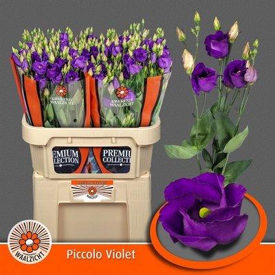 Срезанные цветы оптом Lisianthus si piccolo violet от 40шт из Голландии с доставкой по России