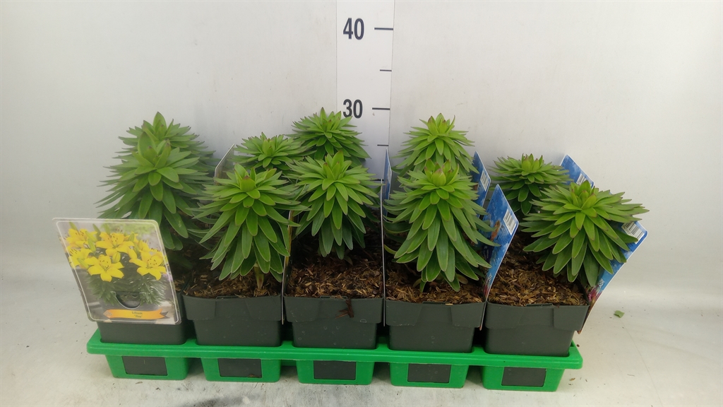 Горшечные цветы и растения оптом Lilium   ... от 10шт из Голландии с доставкой по России