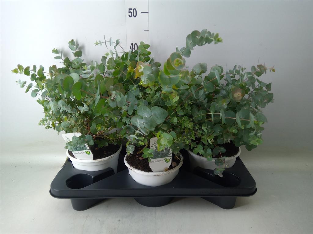 Горшечные цветы и растения оптом Eucalyptus от 3шт из Голландии с доставкой по России