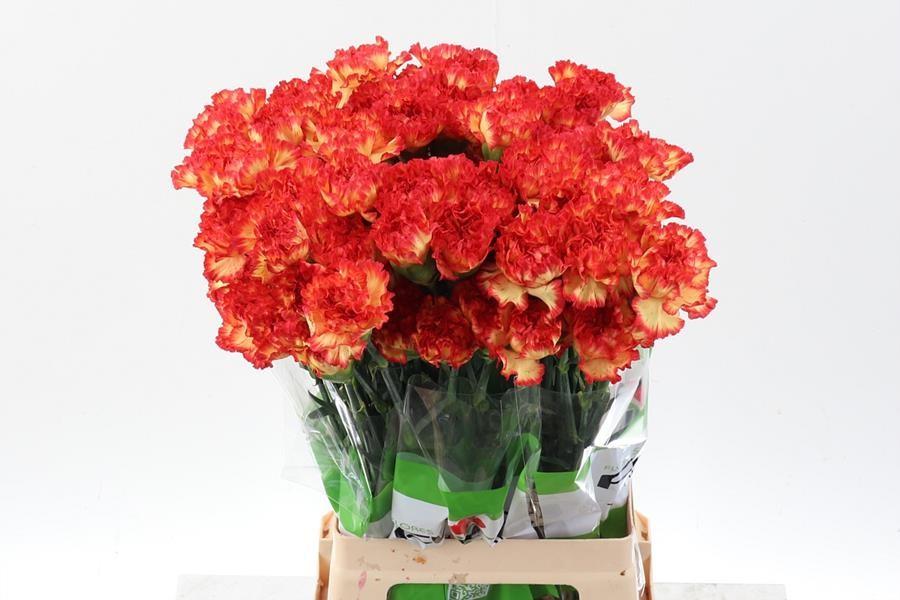 Срезанные цветы оптом Dianthus st zenit от 80шт. из Голландии с доставкой по России