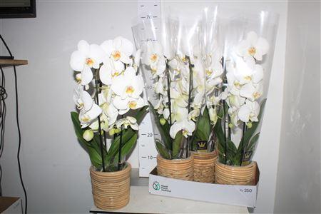 Горшечные цветы и растения оптом Phal El Cascade 2 Branches 16+in Deco Pot от 4шт из Голландии с доставкой по России