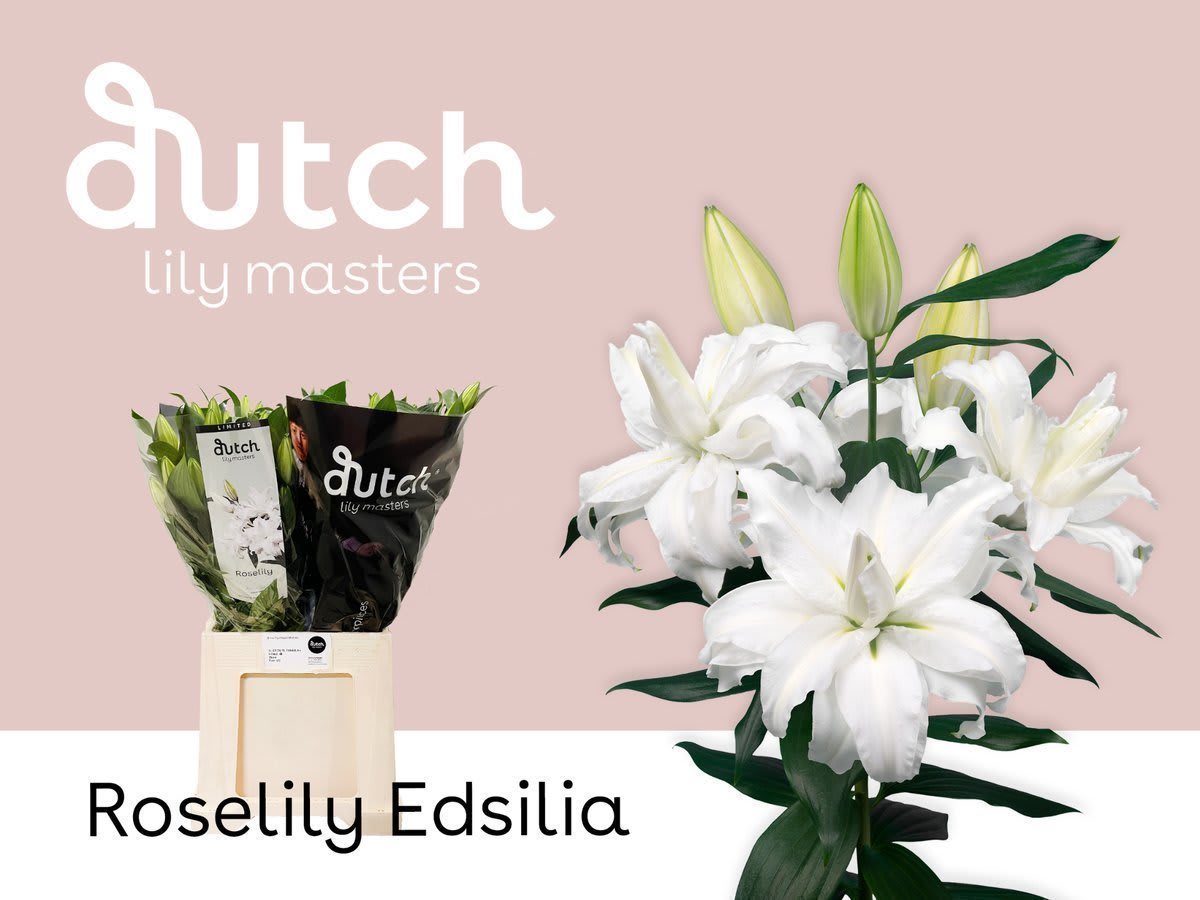 Срезанные цветы оптом Lilium or dbl roselily edsilla от 40шт из Голландии с доставкой по России