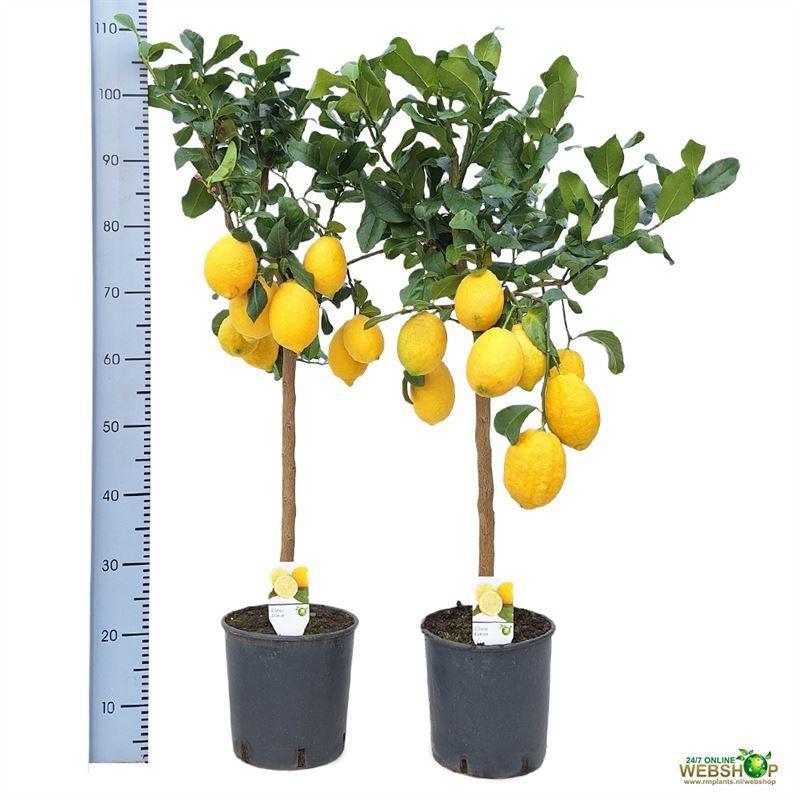 Горшечные цветы и растения оптом Citrus Lemon On Stem от 1шт (для телеги) из Голландии с доставкой по России