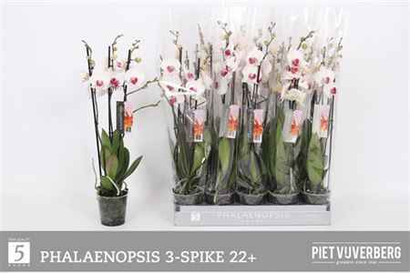 Горшечные цветы и растения оптом Phal Red Lips 3+ от 10шт из Голландии с доставкой по России