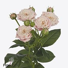 Срезанные цветы оптом Rosa spray peach yo-yo от 30шт из Голландии с доставкой по России