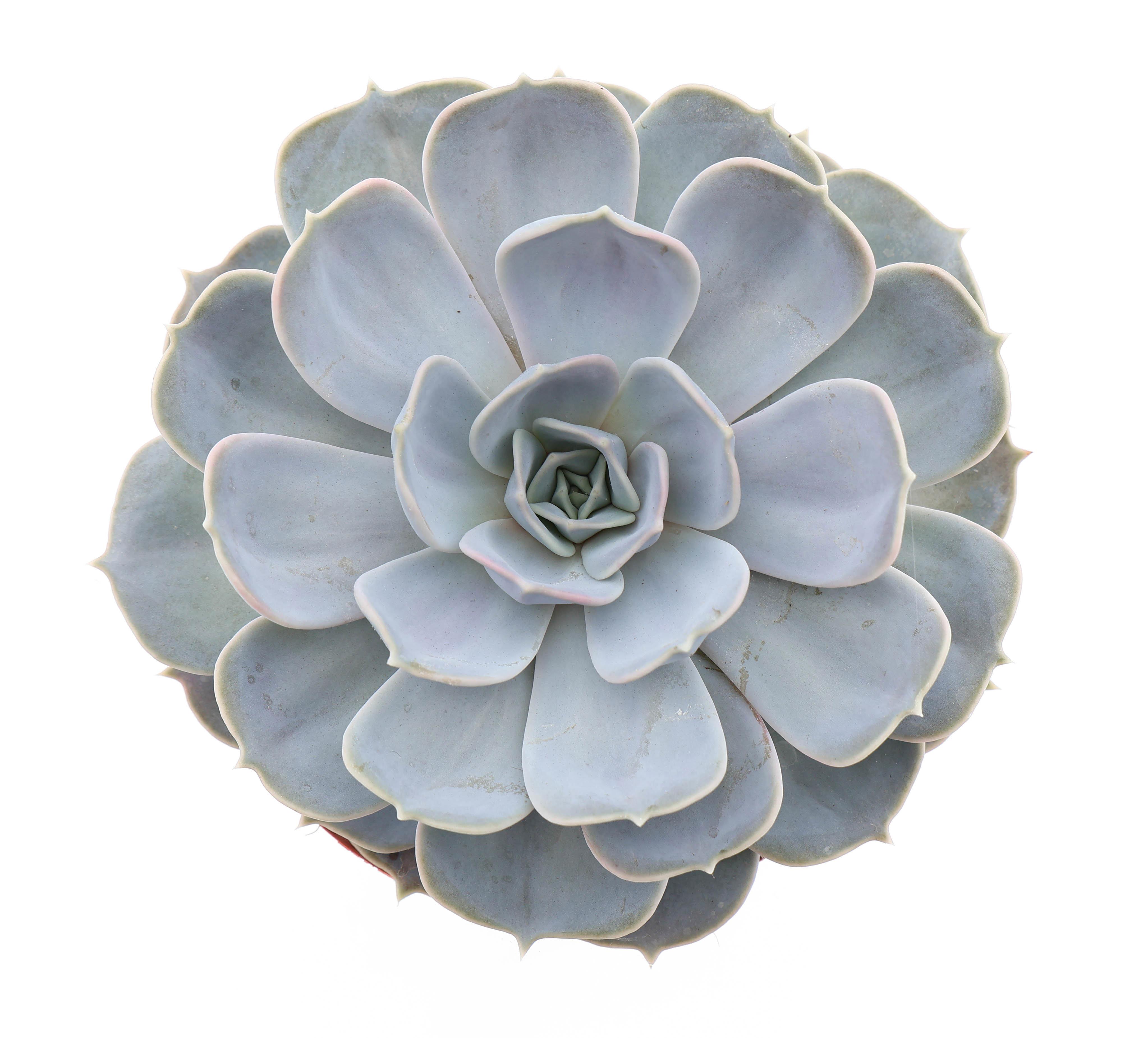 Горшечные цветы и растения оптом Echeveria Lilacina от 3шт из Голландии с доставкой по России