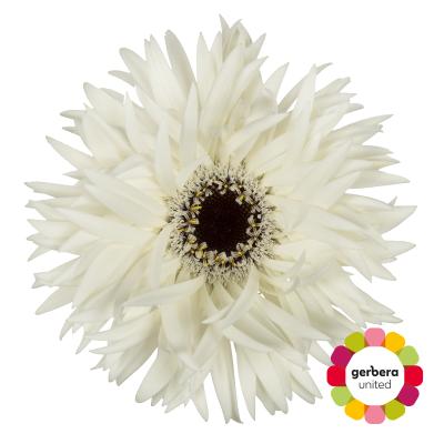 Срезанные цветы оптом Gerbera garden ghost от 25шт из Голландии с доставкой по России