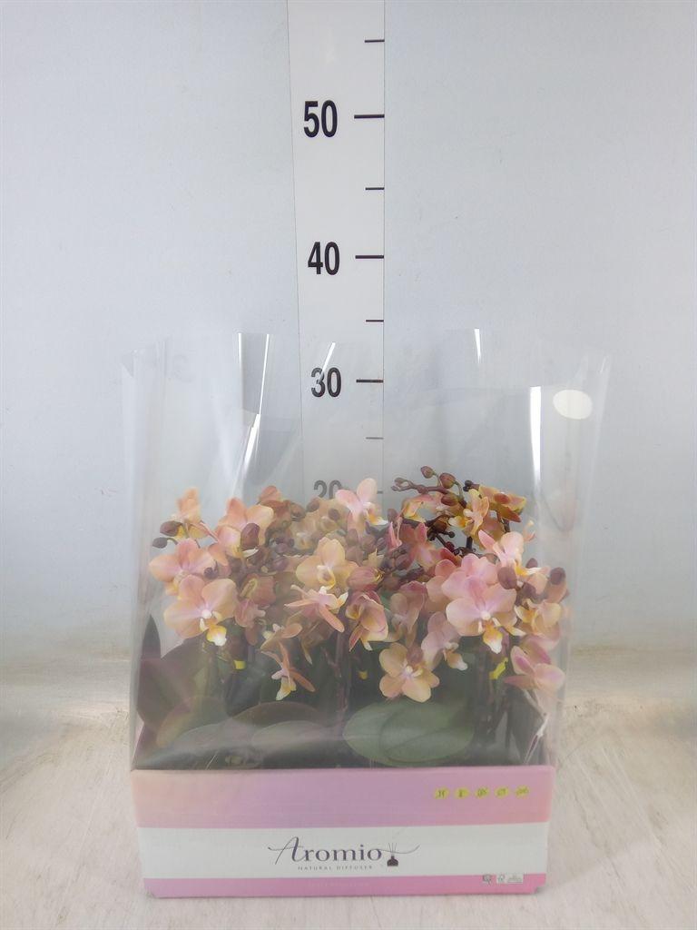 Горшечные цветы и растения оптом Phal 2st Aromio Honey 10+ (opti) от 8шт (для телеги) из Голландии с доставкой по России