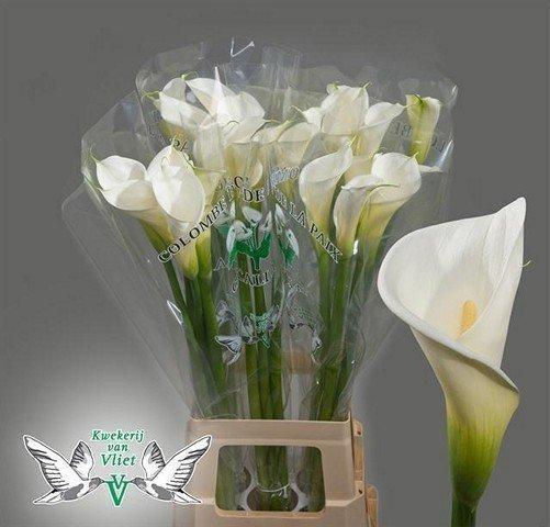 Срезанные цветы оптом Zantedeschia ae colombe de la paix от 25шт из Голландии с доставкой по России