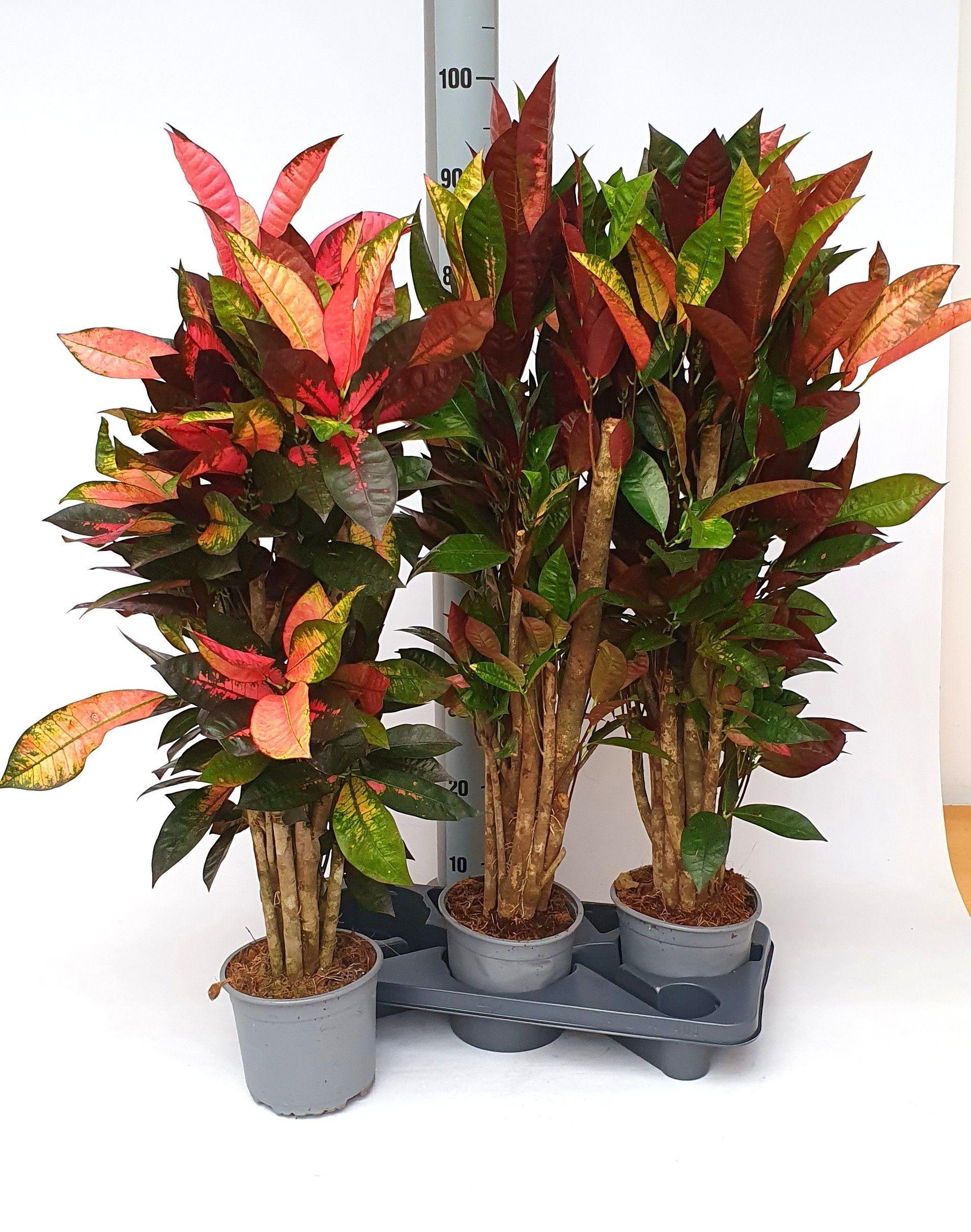 Горшечные цветы и растения оптом Cod Kl Mrs Iceton от 3шт из Голландии с доставкой по России