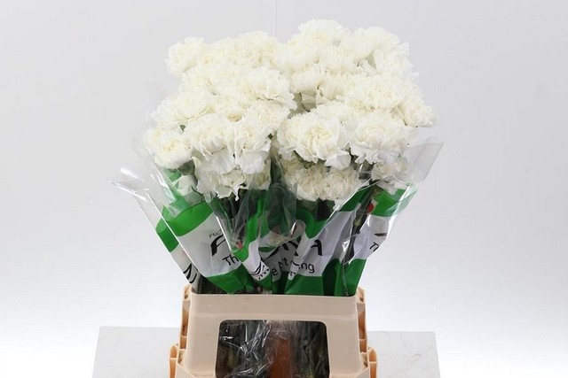 Срезанные цветы оптом Dianthus st delphi от 80шт. из Голландии с доставкой по России