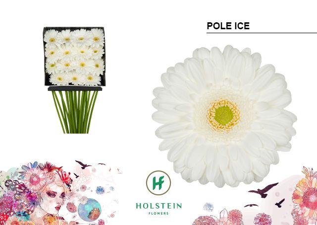 Срезанные цветы оптом Gerbera diamond pole ice от 15шт из Голландии с доставкой по России