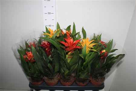 Горшечные цветы и растения оптом Bromelia Gem от 10шт из Голландии с доставкой по России