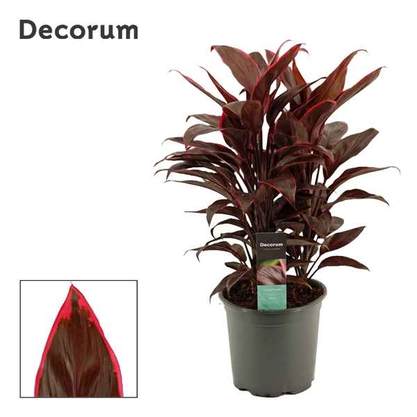 Горшечные цветы и растения оптом Cordyline Mambo 3pp (decorum) от 5шт из Голландии с доставкой по России