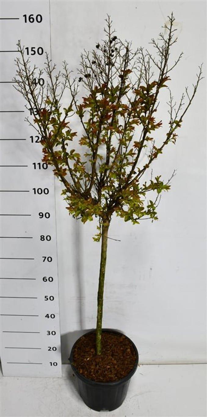 Горшечные цветы и растения оптом Lagerstroemia I. Berry Dazzle On Stem от 1шт из Голландии с доставкой по России