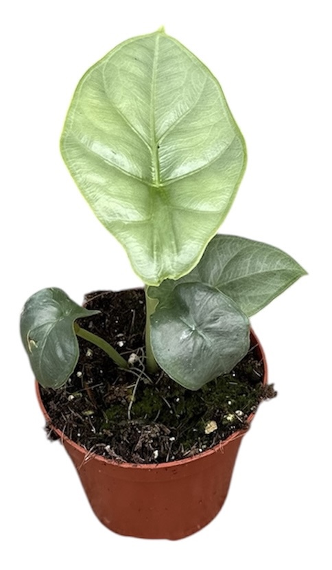 Горшечные цветы и растения оптом Alocasia Puncak Borneensis от 1шт (для телеги) из Голландии с доставкой по России