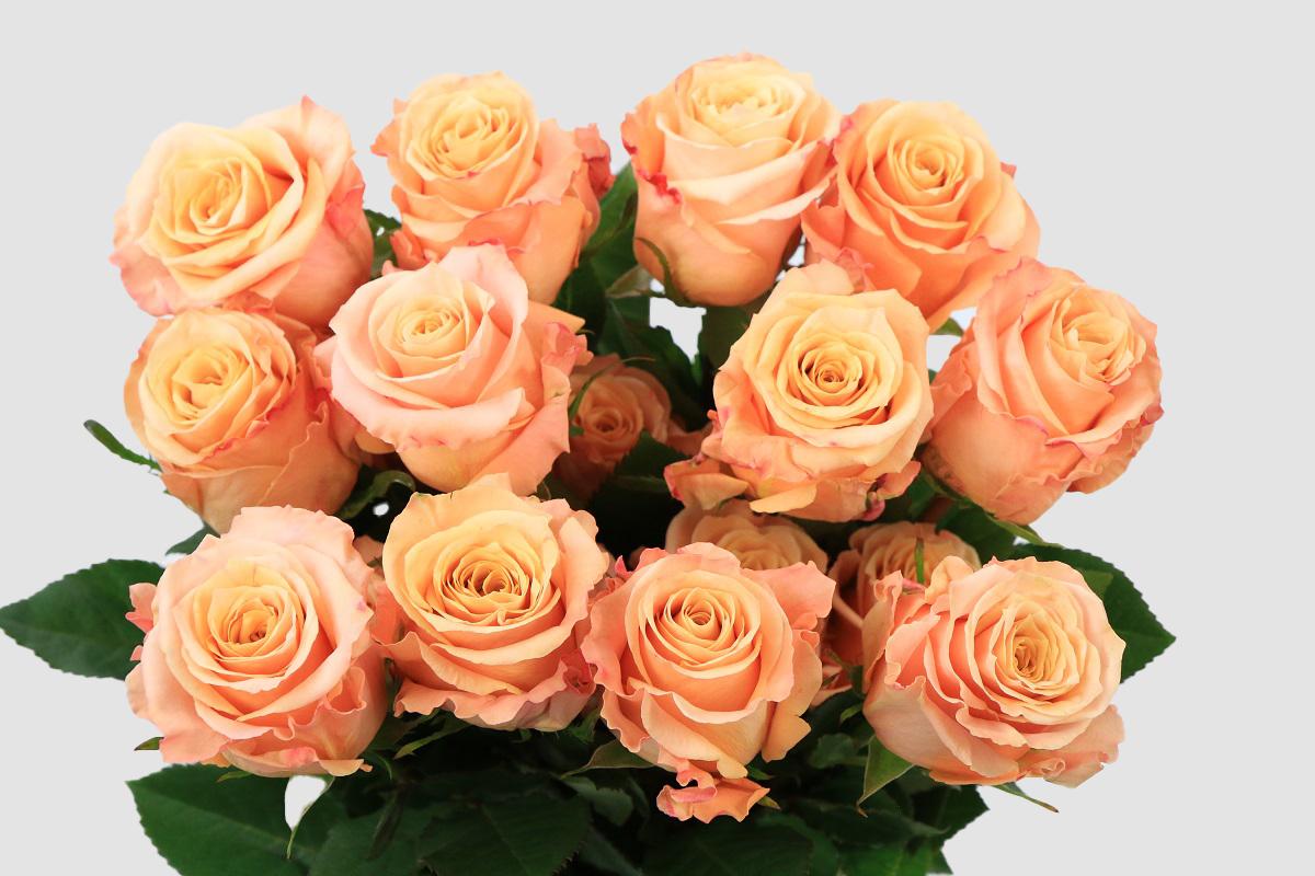 Срезанные цветы оптом Rosa ec shimmer от 100шт из Голландии с доставкой по России