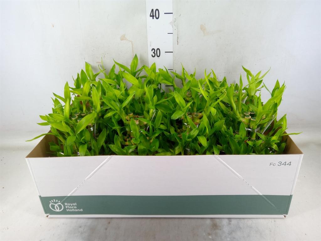 Горшечные цветы и растения оптом Lucky Bamboo Round 3big In Ceramic от 8шт из Голландии с доставкой по России