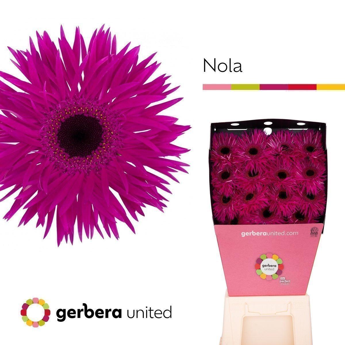 Срезанные цветы оптом Gerbera diamond gerspider nola от 45шт из Голландии с доставкой по России