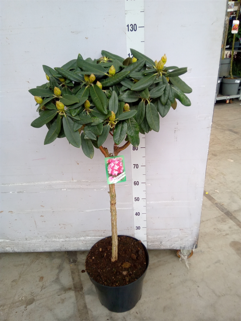 Горшечные цветы и растения оптом Rhododendron   ... от 1шт из Голландии с доставкой по России