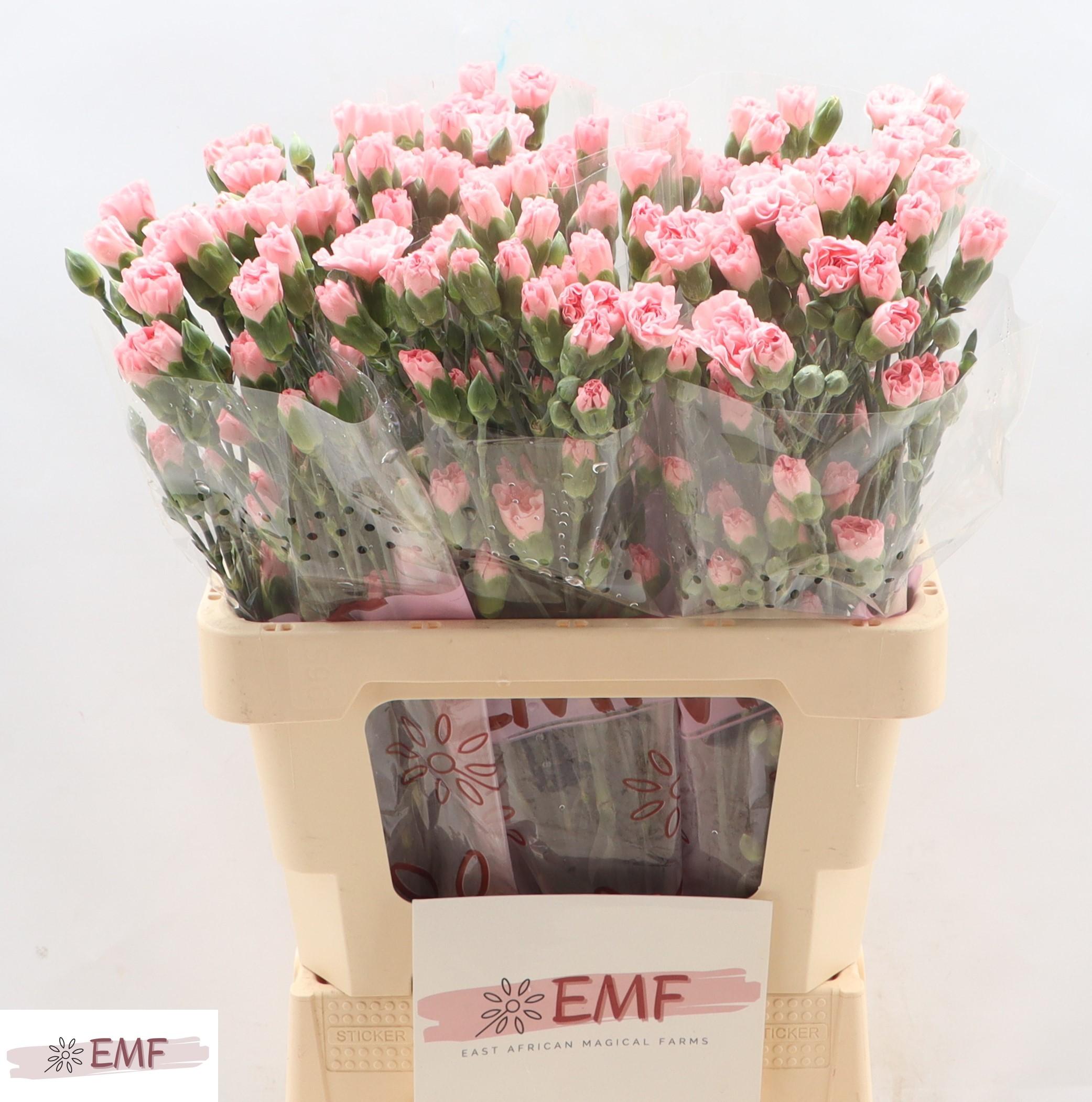 Срезанные цветы оптом Dianthus sp rascal pink от 60шт из Голландии с доставкой по России