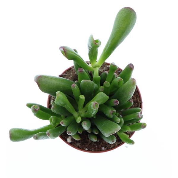 Горшечные цветы и растения оптом Crassula Hobbit от 12шт (для телеги) из Голландии с доставкой по России