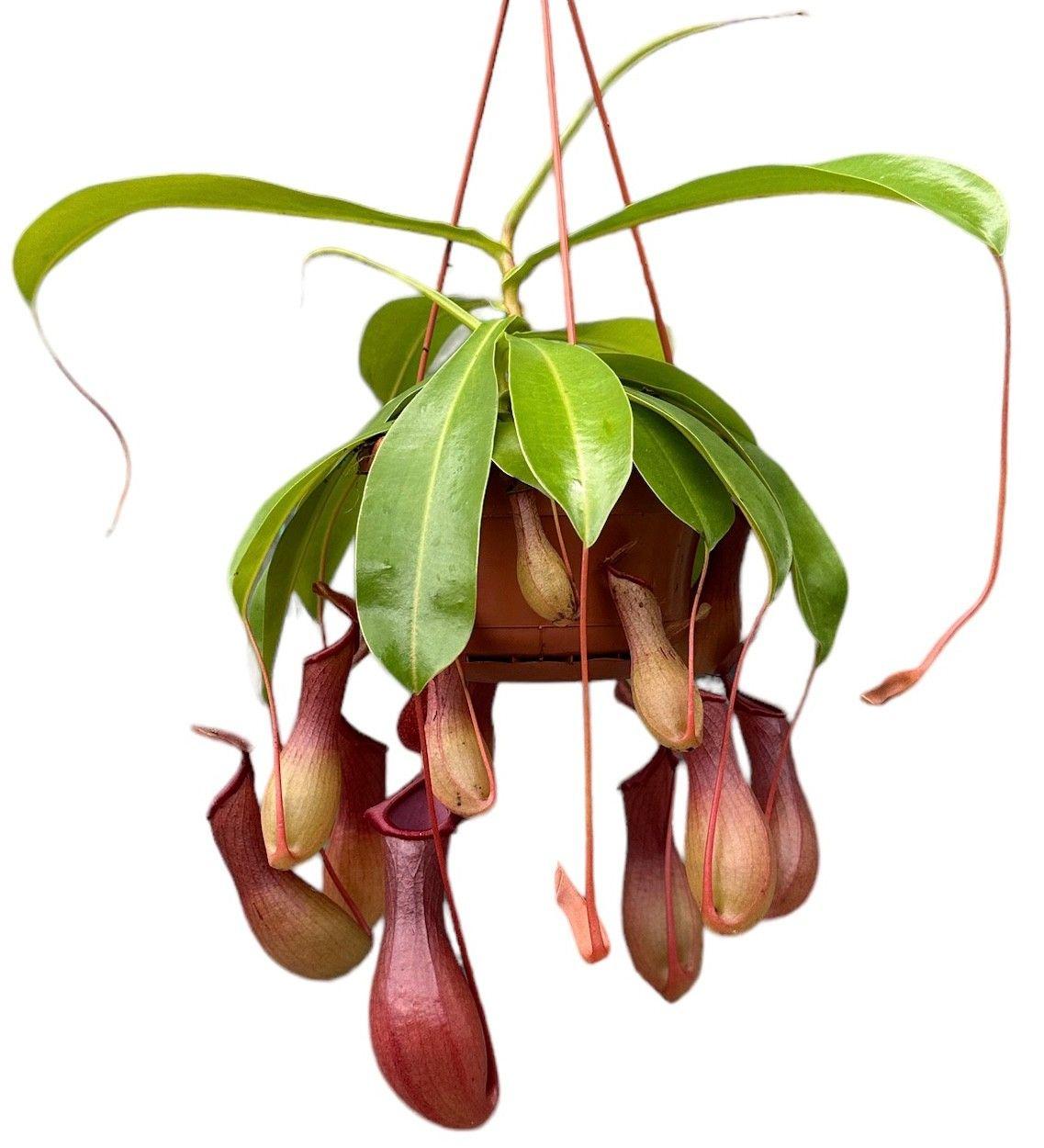 Горшечные цветы и растения оптом Nepenthes Monkey Jars Alata от 4шт из Голландии с доставкой по России