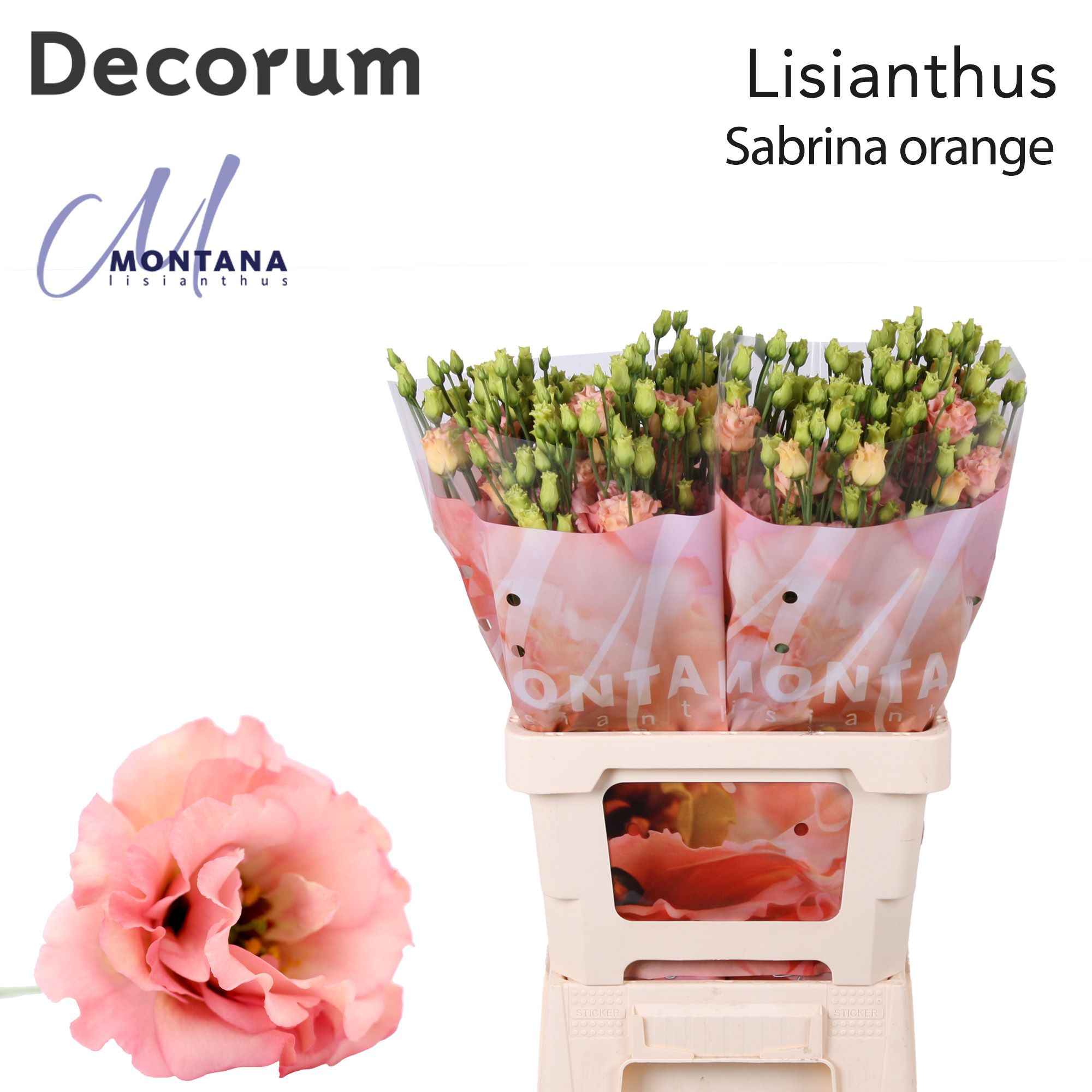 Срезанные цветы оптом Lisianthus do sabrina orange от 20шт из Голландии с доставкой по России