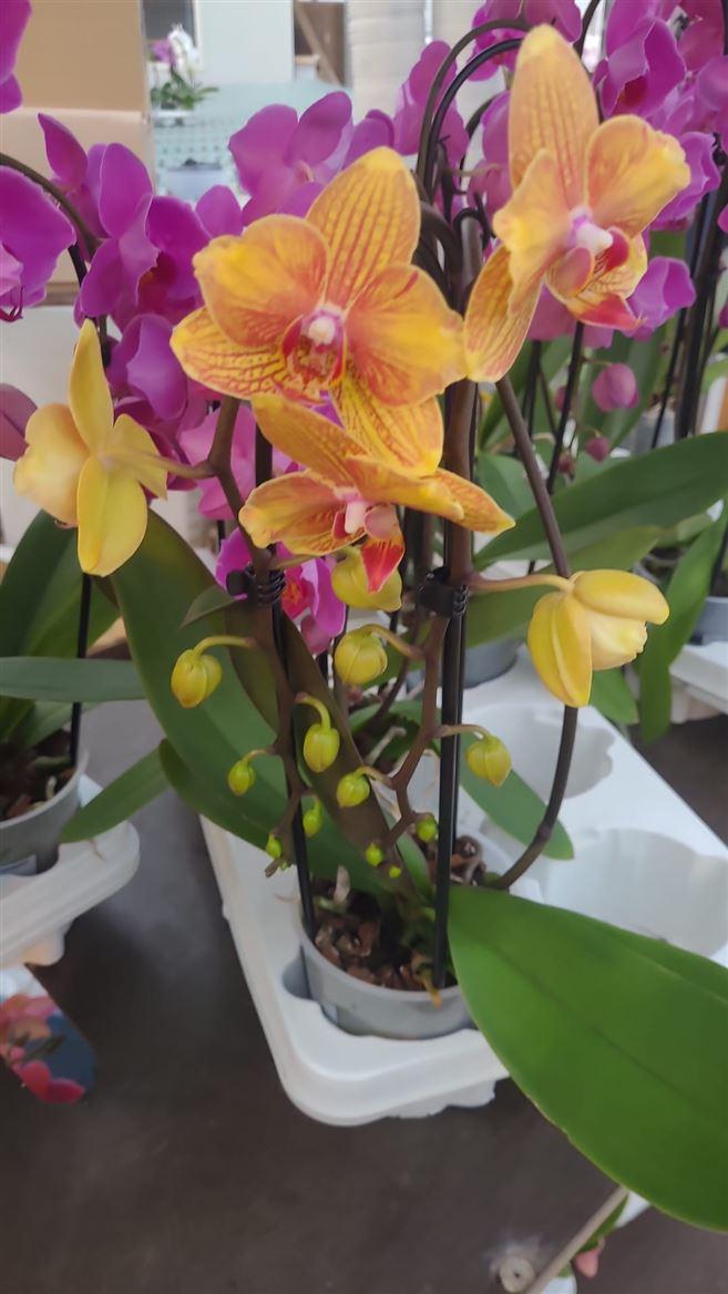 Горшечные цветы и растения оптом Phal 2st Casc Orange Mut от 1шт из Голландии с доставкой по России